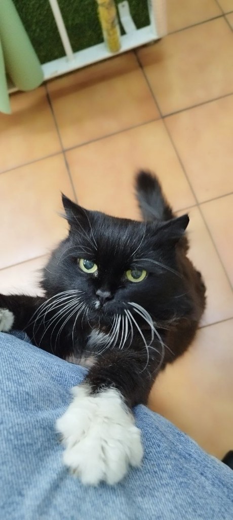 MurMiau