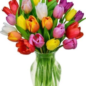 Tulipanes multicolor