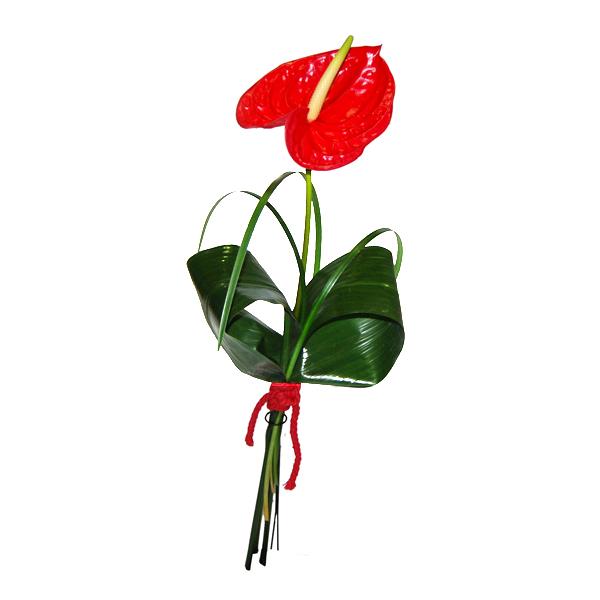 Anthurium Rojo