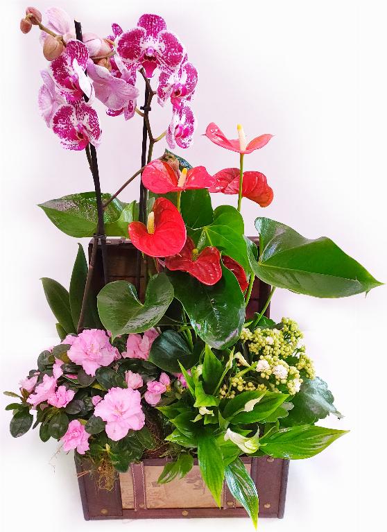 Jardin de baul