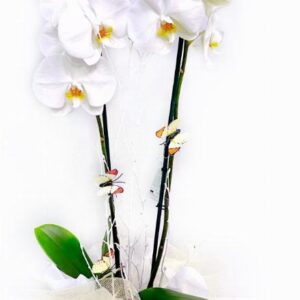 Orquídea blanca con cristal