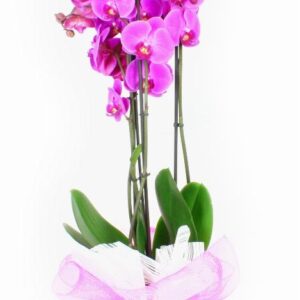 Phalaenopsis con jarron