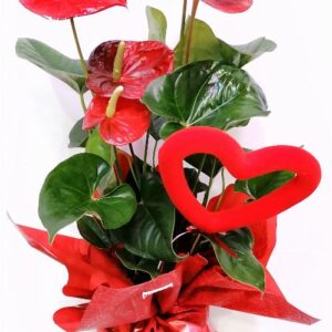 Planta Anthurium amoroso