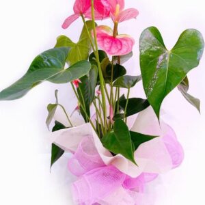 Planta Anthurium rosa